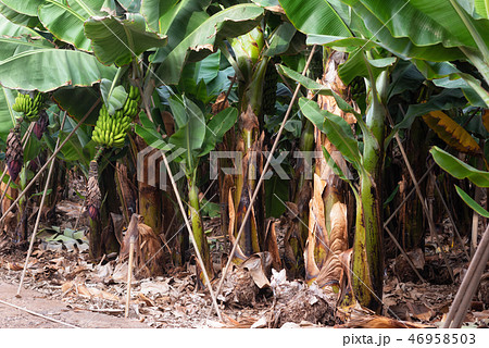 Banana plantation in Tenerife, Canary islands, Spain. Banana plantation in Tenerife, Canary islands, Spain. 46958503