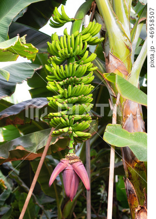 banana bunch at the banana plantation banana bunch at the banana plantation 46958507