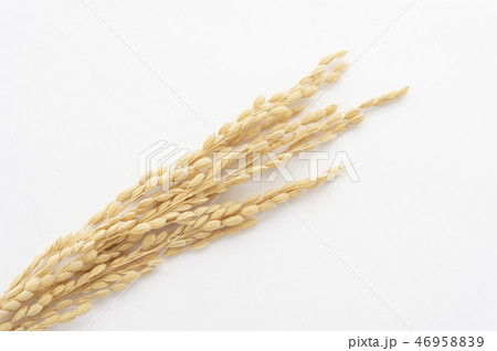 稲穂 46958839