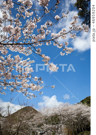 藺牟田飯盛山の桜 藺牟田飯盛山の桜 46959204