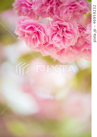 桜 桜 46959232