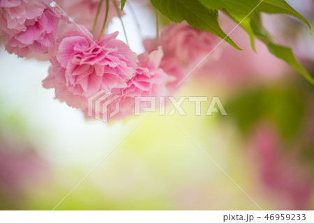 桜 桜 46959233