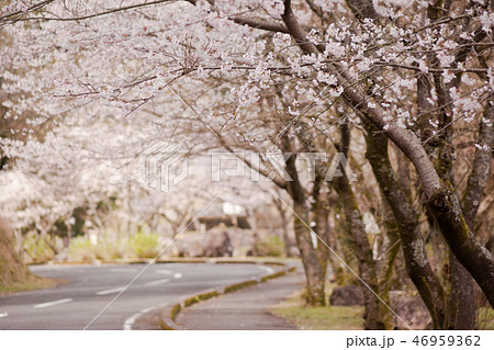 藺牟田池湖畔の桜 藺牟田池湖畔の桜 46959362