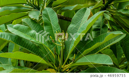 プルメリアのつぼみ 46959755