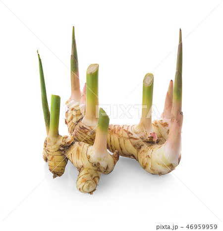 Fresh galangal isolated on white background. 46959959