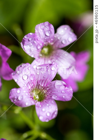 ムラサキカタバミ 46960135
