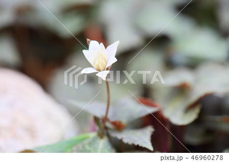 ユキワリイチゲの花 46960278