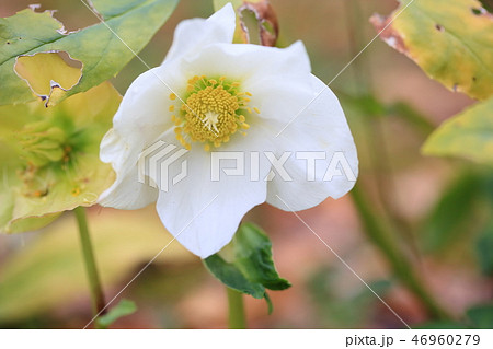 クリスマスローズの花 46960279