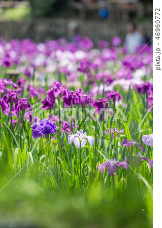 花菖蒲園＠長崎県大村市大村公園 46960772
