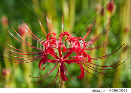 曼珠沙華の花 曼珠沙華の花 46960841