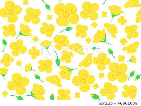菜の花　黄色　柄　背景　パターン 46961008