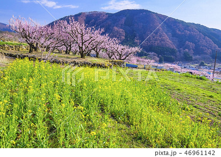 あんずの里と皆神山 46961142