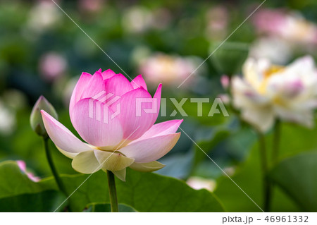 蓮の花 蓮の花 46961332