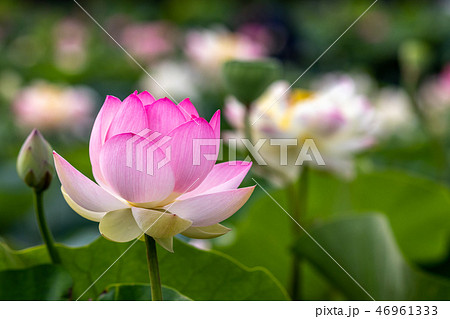 蓮の花 蓮の花 46961333