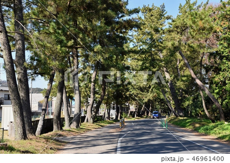 御油の松並木 46961400