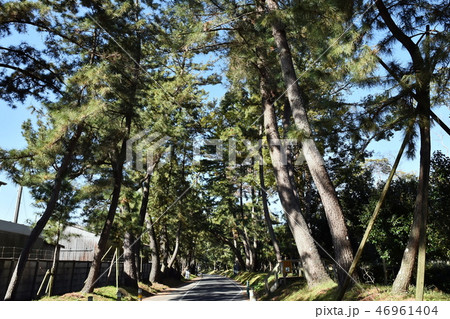 御油の松並木 46961404