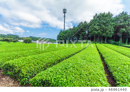 Fresh green tea farm in spring  46961440