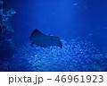 水族館のエイ 46961923