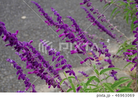 アメジストセージ 46963069