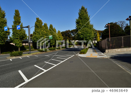 東京都千代田区永田町の国立国会図書館の東京本館の建物の南口側に沿う道路の街路樹を撮影した写真 46963649