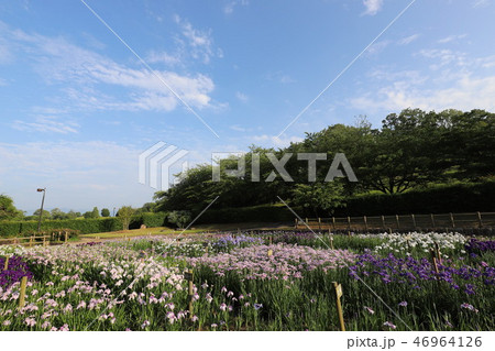 馬見丘陵公園の花菖蒲園 46964126