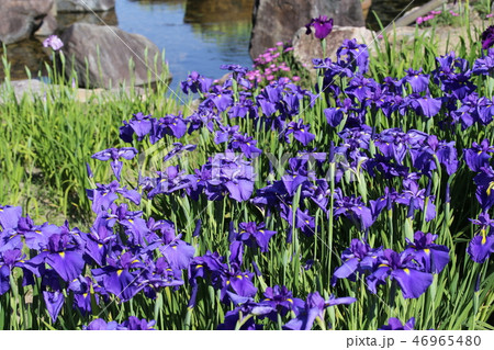 馬見丘陵公園の花菖蒲園 馬見丘陵公園の花菖蒲園 46965480