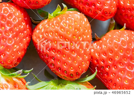 出荷前のいちご 箱詰め いちご農家 出荷前のいちご 箱詰め いちご農家 46965652
