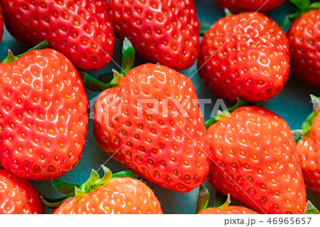 出荷前のいちご　箱詰め　いちご農家 46965657
