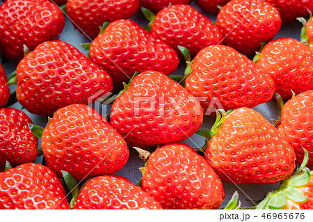 出荷前のいちご 箱詰め いちご農家 出荷前のいちご 箱詰め いちご農家 46965676