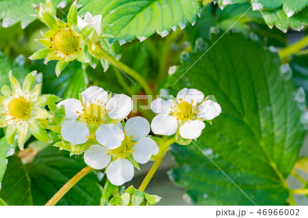 いちご農家のビニールハウス風景 いちご農園 いちご農家のビニールハウス風景 いちご農園 46966002