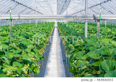 いちご農家のビニールハウス風景　いちご農園 46966003
