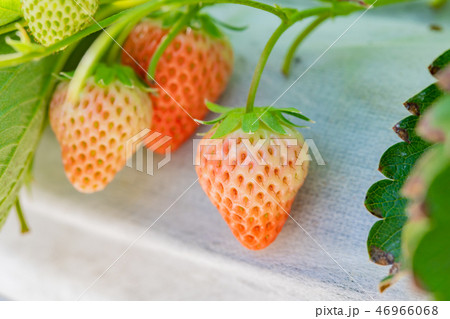 いちご農家のビニールハウス風景　いちご農園 46966068