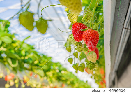 いちご農家のビニールハウス風景 いちご農園 いちご農家のビニールハウス風景 いちご農園 46966094