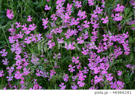 春のサクラソウ 46966281