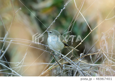 まだ鳴かぬウグイス まだ鳴かぬウグイス 46967401