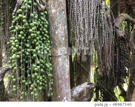 ARECACEAE caryoto mitis lour Dypsis lutescens 46967540