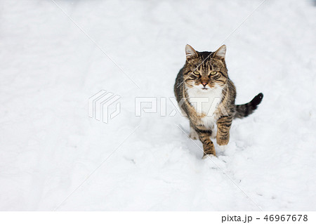 wild cat in the snow, wild cat in the snow, 46967678