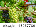 องุ่น 46967780