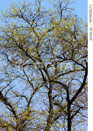 春を告げる黄花のアブラチャン 春を告げる黄花のアブラチャン 46968621