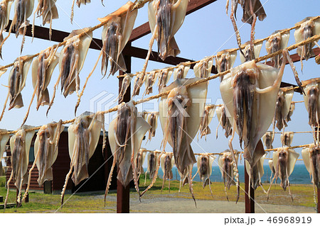 イカのカーテン 46968919