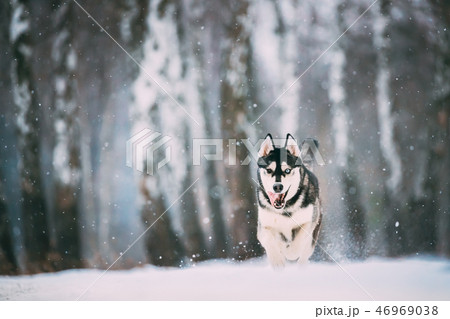 Siberian Husky Dog Funny Running Outdoor In Snowy Forest At Wint 46969038