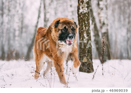 Caucasian Shepherd Dog Running Outdoor In Snowy Forest At Winter 46969039