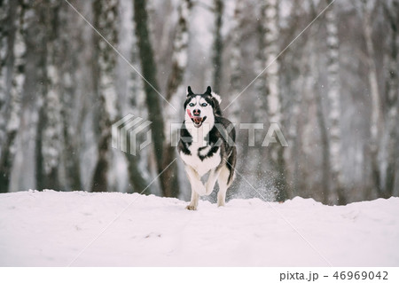 Siberian Husky Dog Funny Running Outdoor In Snowy Forest At Wint 46969042