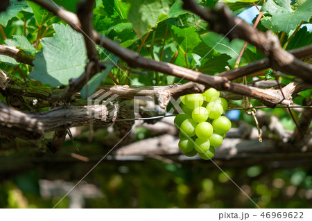 grape fruit on the vine with tree in vineyard 46969622