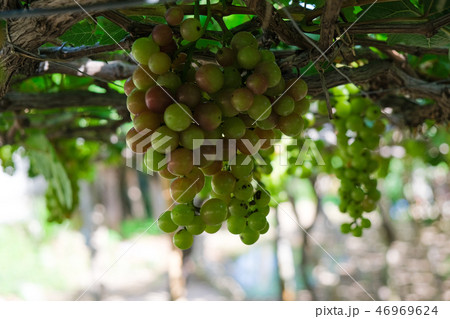grape fruit on the vine with tree in vineyard grape fruit on the vine with tree in vineyard 46969624