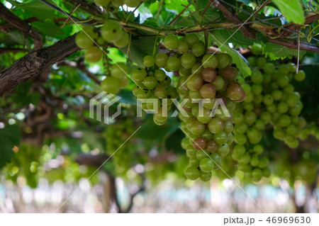 grape fruit on the vine with tree in vineyard 46969630