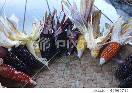 Colorful ears of dried corn at Thailand Colorful ears of dried corn at Thailand 46969713