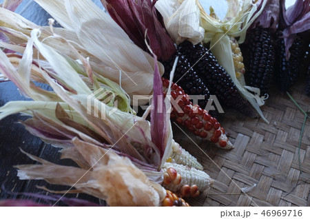 Colorful ears of dried corn at Thailand Colorful ears of dried corn at Thailand 46969716