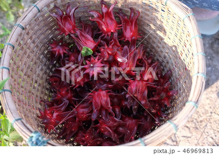 Roselle or hibiscus flowers Roselle or hibiscus flowers 46969813