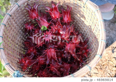 Roselle or hibiscus flowers Roselle or hibiscus flowers 46969814